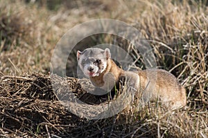 An Endangered Black-footed Ferret Snarling