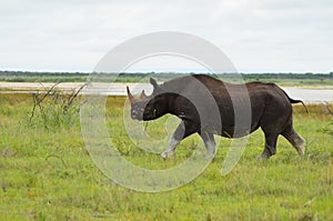 Endangered black rhino