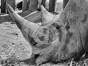 Black rhino under protection in holding pen photo