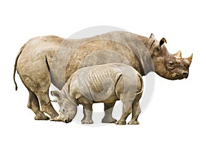 Endangered Black Rhinoceros