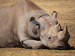 An endangered Black Rhinoceros in its captive breeding enclosure