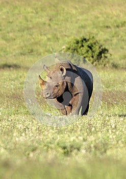 Endangered Black Rhinoceros in South Africa