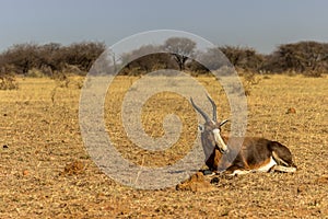 Endangered Blesbok Antelope lying on Grass