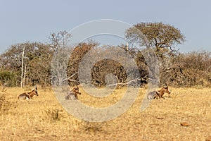 Endangered Blesbok Antelope lying on Grass