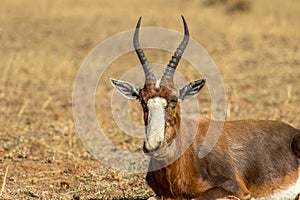 Endangered Blesbok Antelope lying on Grass