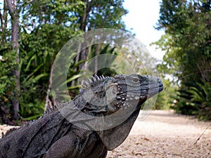 Endangered blue iguana