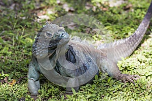 Endangered BLue Iguana