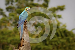 Endangered Blue-and-yellow macaw sitting on a palm tree stump, Brazil