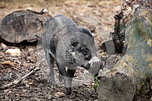 Endangered boar of Visayan warty pig