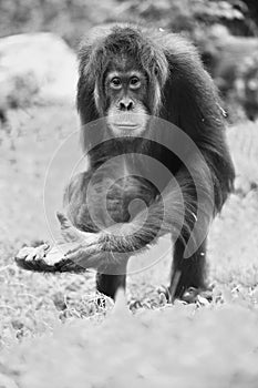 Endangered bornean orangutan in the rocky habitat