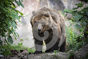 Endangered brown bear