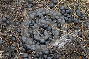 Endangered Bull woodland caribou fecal pellets feces