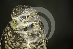 The endangered burrowing owl