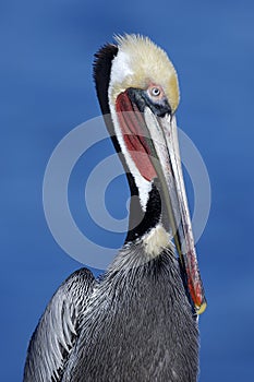 Endangered California Brown Pelican