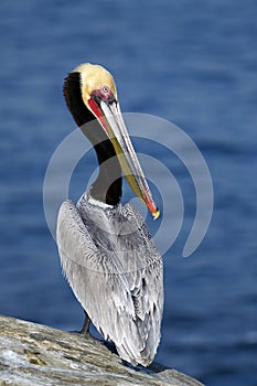 Endangered California Brown Pelican photo