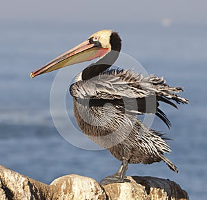 Endangered California Brown Pelican