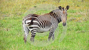 Endangered Cape Mountain Zebra