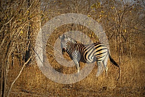 Endangered Cape Mountain Zebra Equus zebra, Kruger National Park, South Africa