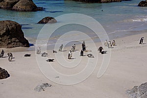 Endangered Cape Penguin on white sand beach