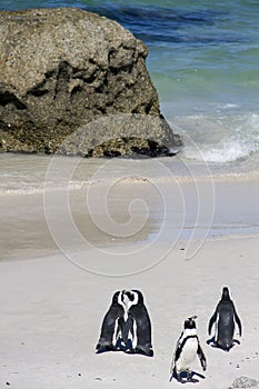 Endangered Cape penguins photo