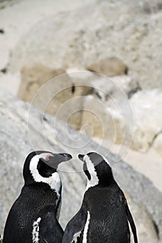 Endangered Cape penguins