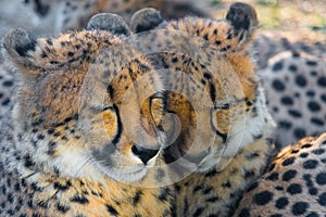 Endangered cheetah cubs sleeping