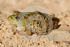 Endangered Chiricahua Leopard Frog Lithobates chiricahuensis photo