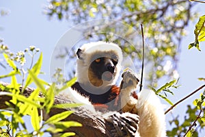 Endangered Coquerel's Sifaka Lemur (Propithecus coquereli)