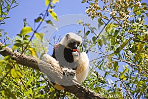 Endangered Coquerel's Sifaka Lemur (Propithecus coquereli)