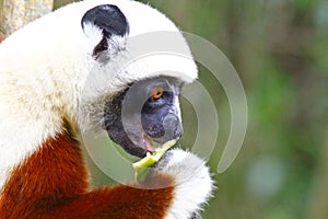 Endangered Coquerel s Sifaka Lemur Propithecus coquereli. Bellied, forever photo