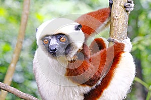 Endangered Coquerel s Sifaka Lemur Propithecus coquereli. Bellied, forever photo