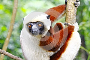 Endangered Coquerel s Sifaka Lemur Propithecus coquereli. Bellied, forever photo