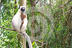 Endangered Coquerel s Sifaka Lemur Propithecus coquereli. Bellied, forever photo