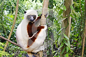 Endangered Coquerel s Sifaka Lemur Propithecus coquereli. Bellied, forever photo