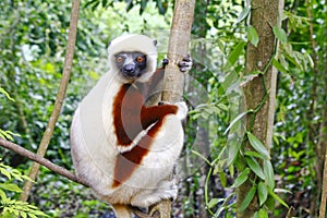 Endangered Coquerel s Sifaka Lemur Propithecus coquereli. Bellied, forever photo