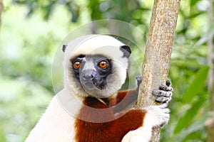 Endangered Coquerel s Sifaka Lemur Propithecus coquereli. Bellied, forever photo