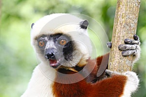 Endangered Coquerel s Sifaka Lemur Propithecus coquereli. Bellied, forever photo