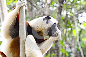 Endangered Coquerel s Sifaka Lemur Propithecus coquereli. Bellied, forever photo