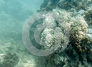 Endangered corals in Seychelles coral reef