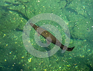 Endangered Cuban Gar fish, Atractosteus tristoechus, swimming in a cenote