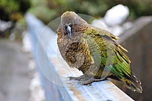 Endangered curious kea