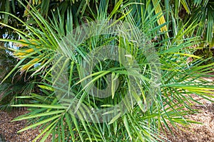 Endangered cycad species Zamia inermis, endemic to  Actopan, Veracruz, Mexico - Florida, USA