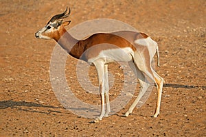 Endangered dama gazelle