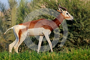 Endangered dama gazelle