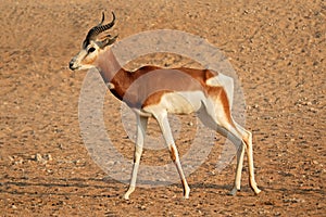 Endangered dama gazelle