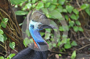 Endangered and dangerous Australian bird Cassowary