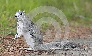 Endangered Delmarva Peninsula Squirrel photo