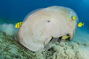 Dugong surrounded by yellow pilot fish