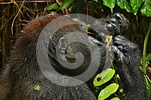 Endangered eastern gorilla in the beauty of african jungle