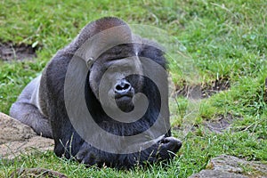 Endangered eastern gorilla on the green grassland